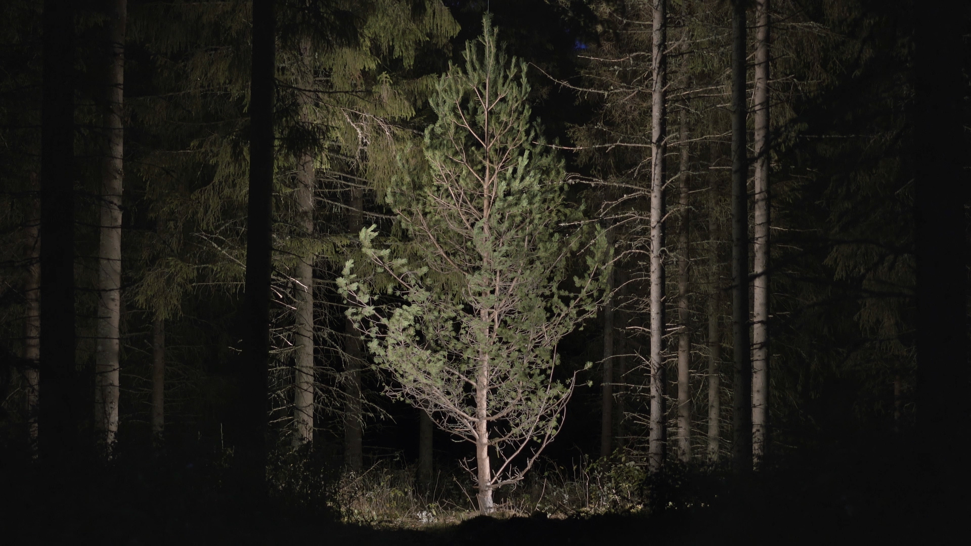 Fall and Rise, 2019