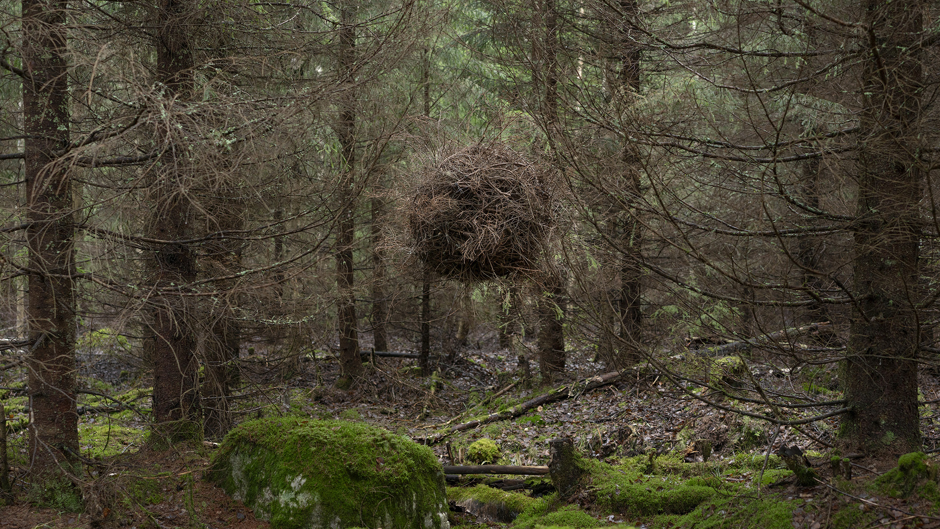 Wanderer, 2024
